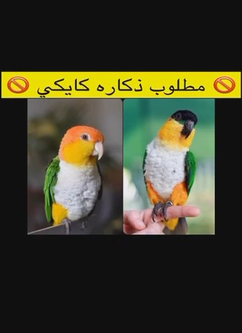 مطلوب ذكاره كايكي بلاك هد او وايت بلي in Dubai