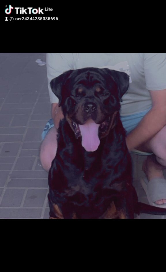 Rottweiler For mating in Ajman
