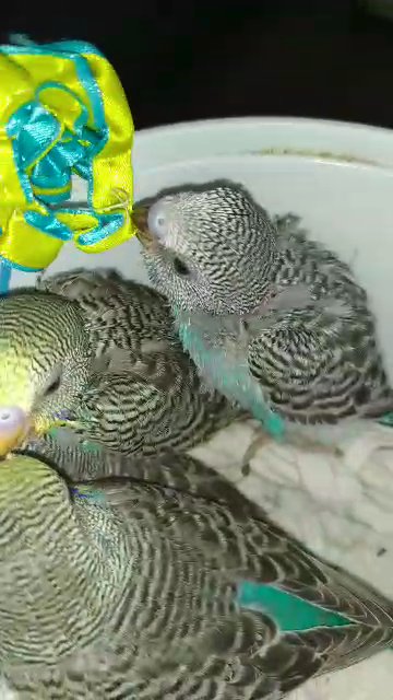 Playful Budgie chick hand-feeding in Sharjah