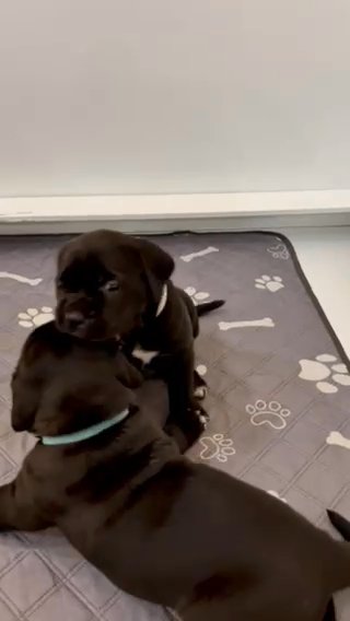 Cane Corso Puppies in RAK City