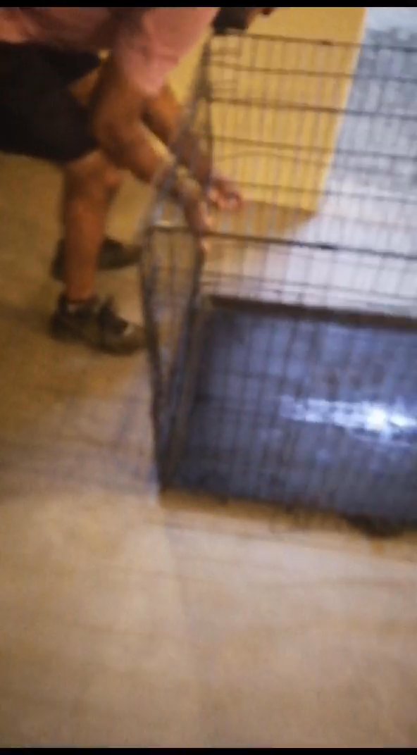 مندوب توصيل حيوانات أليفة قطط +طيور +كلاب +خدمة ممتازه توصيل فوري أسعار منافسه متواجدين لخدمتكم 24ساعة in Abu Dhabi