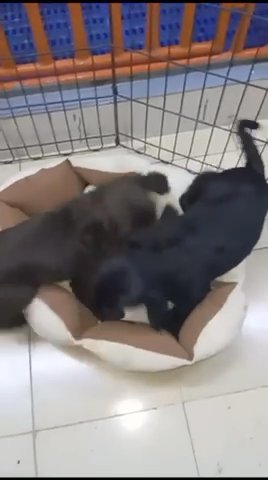Chocolate Cocker Spaniels in Dubai