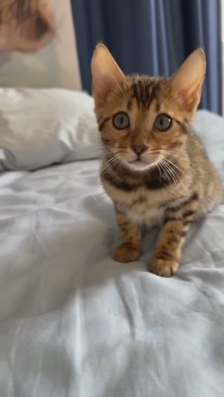 “offer” Bengal Kittens in Sharjah