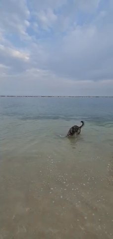 Husky Golden Retriever Mix Female 15 Months in Abu Dhabi