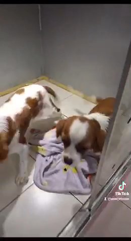 Cute King Charles Cavalier Puppies 🐶 in Dubai