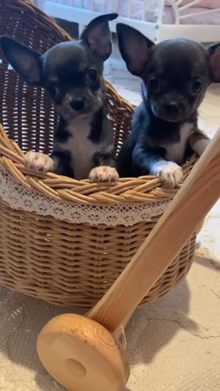 Chihuahua Puppy’s ❤️💙 in Fujairah