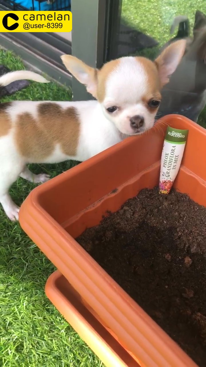 Applehead Chihuahua puppy in Dubai