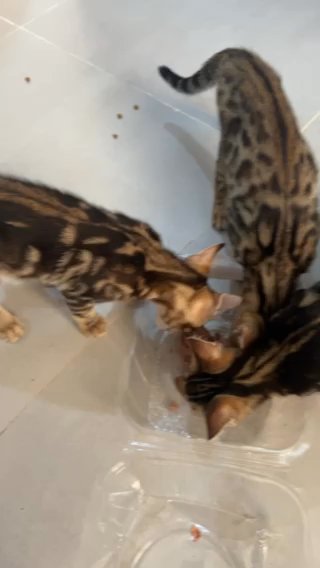 Bengals Marbel And Roseted Kittens in Ajman