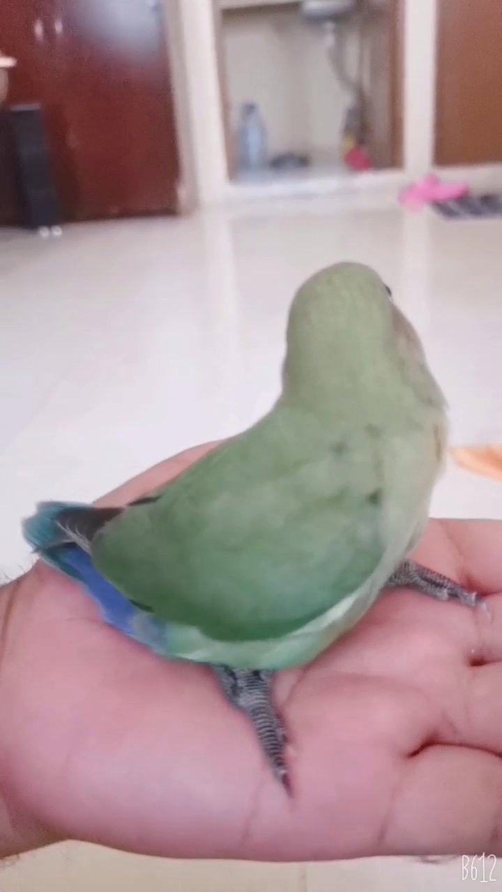 Tamed love bird for sale in Dubai