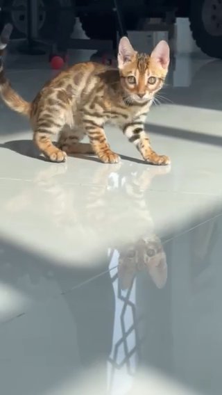 Bengal Kittens قطط بنقال in Sharjah