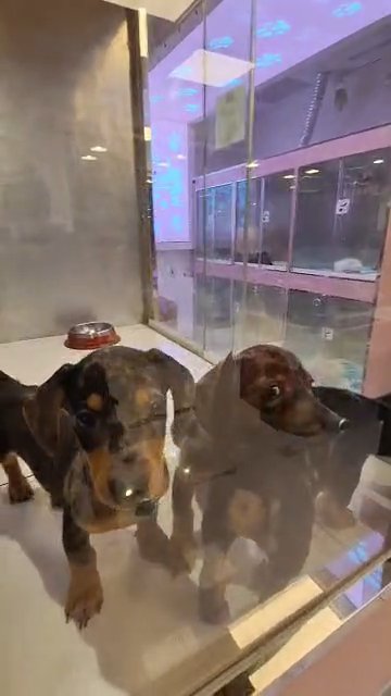 Mini Dachshund Puppies 🐶 in Dubai