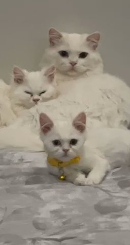 kittens for sale in RAK City