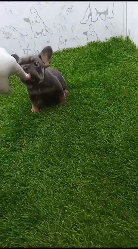 LOVELY 🥰 CUTE BLUE TAN FRENCH  BULLDOG BABY GIRL in Dubai