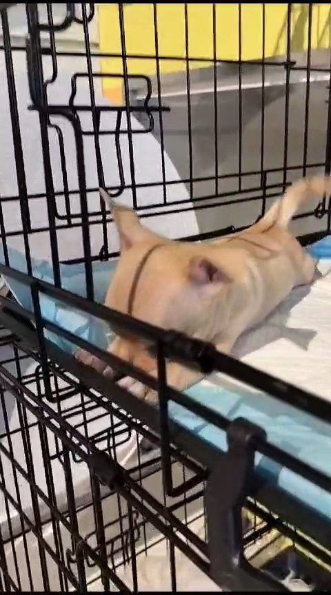 Mini Chihuahua Puppy 700 grams 😍 in Dubai