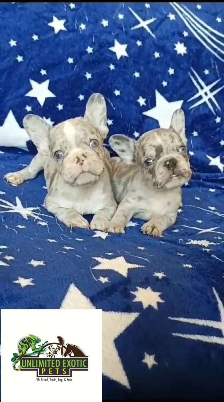 French Bulldog Puppies in Dubai