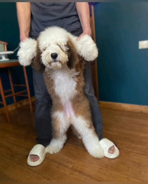 Imported Giant Poodle in Abu Dhabi