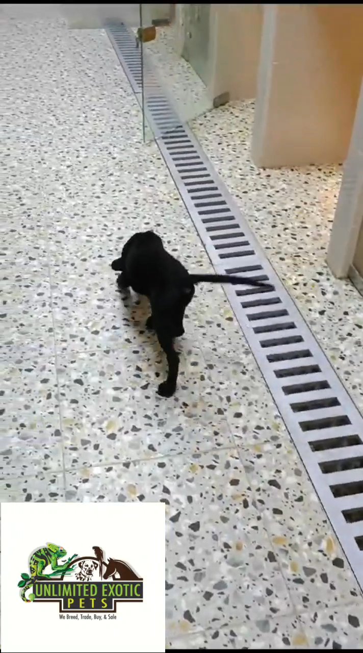 Labrador Puppy in Dubai