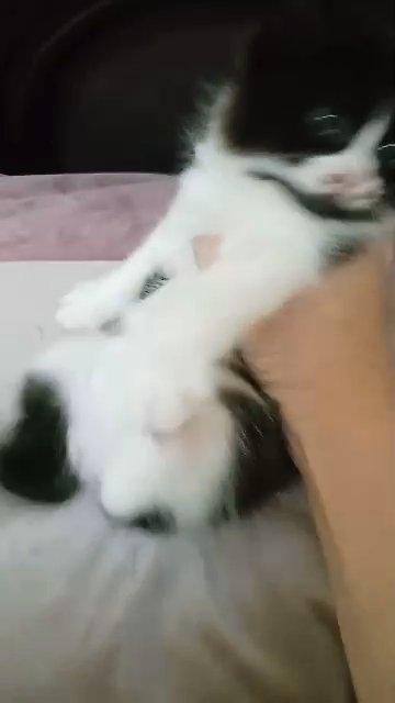 Scottish straight longhaired highland straight kitten. in Al Ain