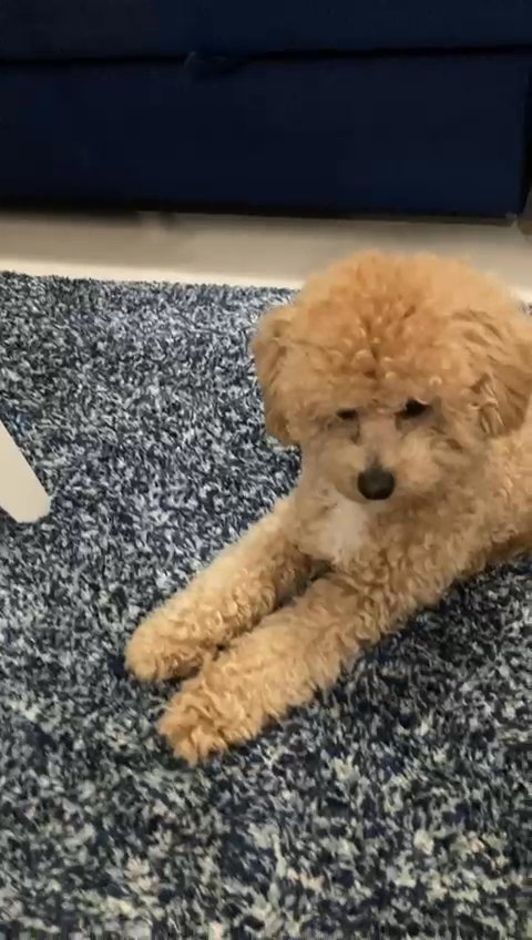 Golden poodle puppy for sale in Abu Dhabi