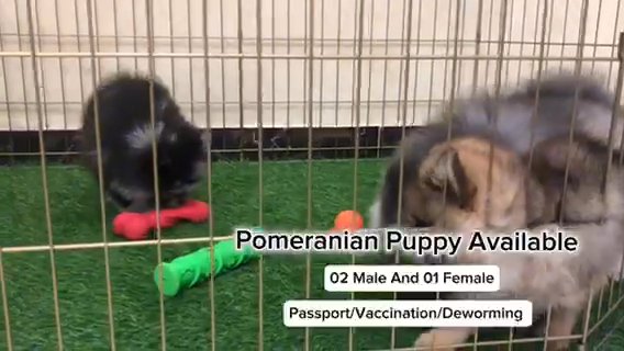 Pomeranian Puppy in Al Ain