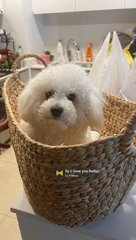Bichon Frise Male For Mating in Sharjah