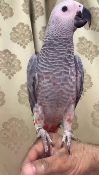 كاسكو مرشش احمر in Dubai