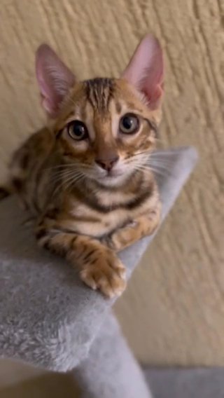 Bengal Cat قطط بنقال in Sharjah