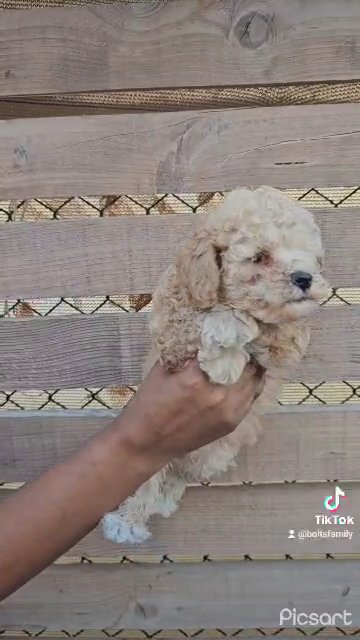 Toy Poodle Male in Dubai