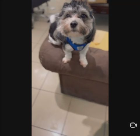 FULLY VACCINATED HAVANESE DOG in Dubai