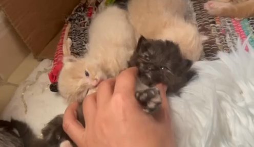 Siberian Kittens Puer Breed in Dubai