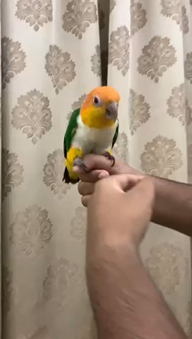 وايت بيلي كايكي in Dubai