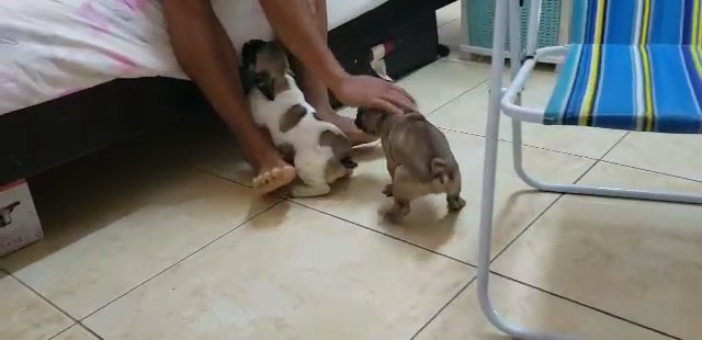 French bulldog in Sharjah
