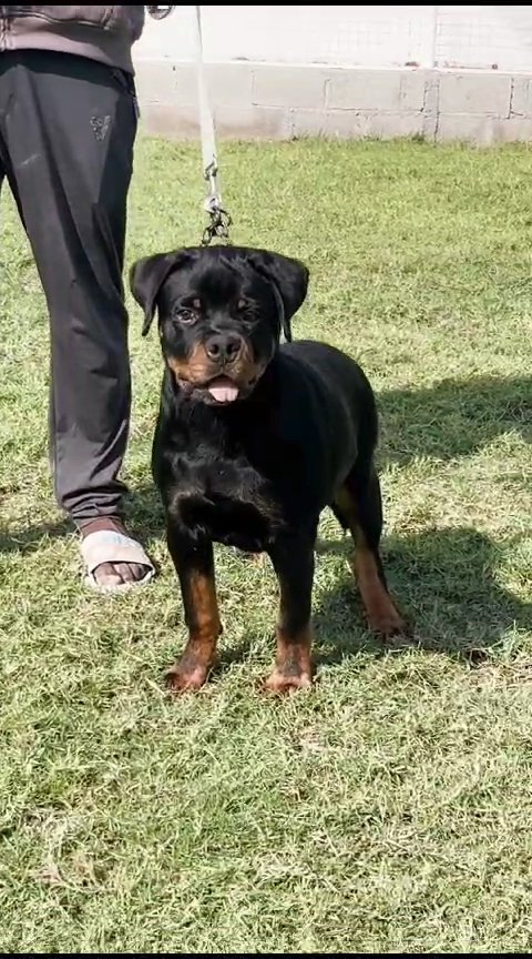 TOP 😎QUALITY  ROTTWEILER PUPPY BOYwith FCI PEDEGREE  CERTIFICATE in Dubai