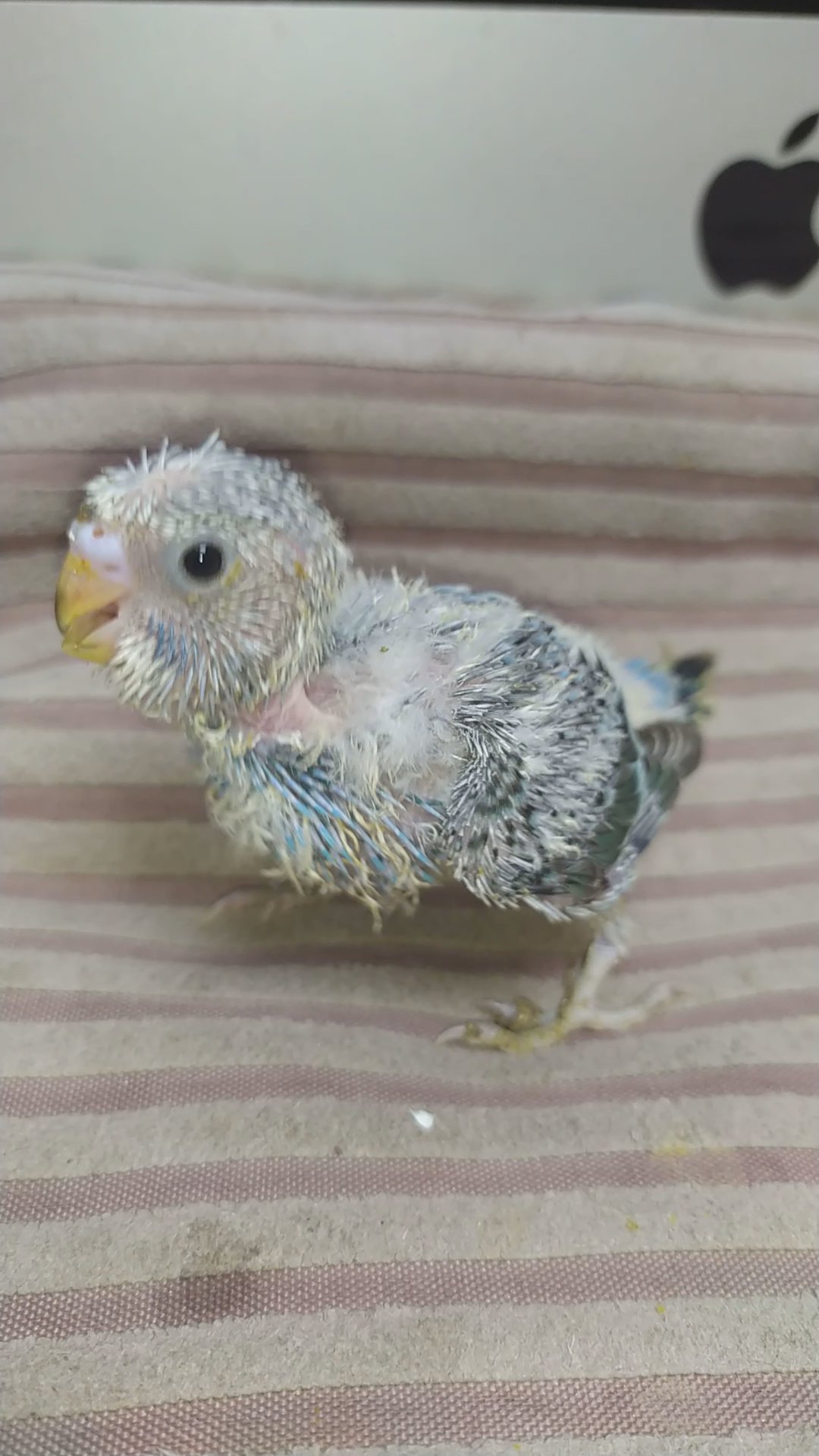 Crested budgie chicks in Sharjah