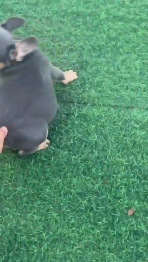 LOVELY 😍 BLUE TAN FRENCH  BULLDOG  PUPPY BOY in Dubai