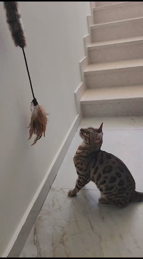 1 year old Bengal kitten in Abu Dhabi