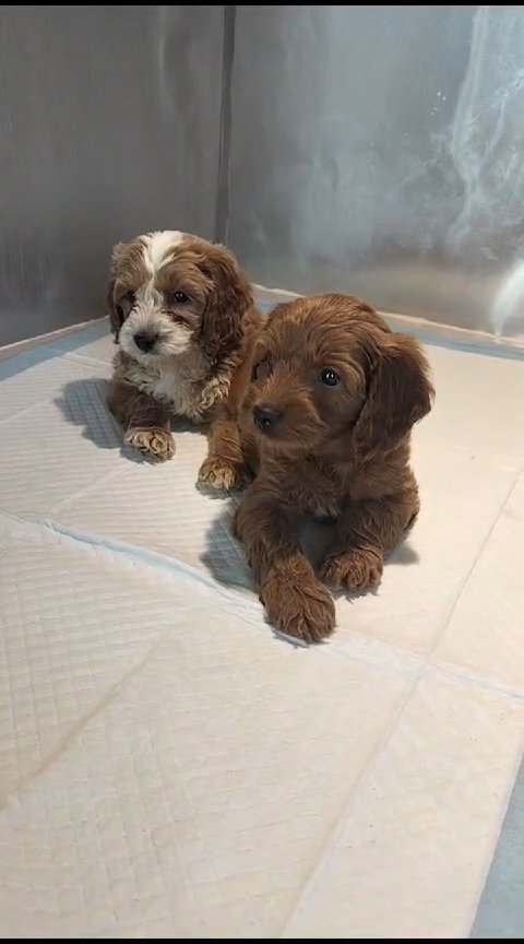Cute Cockapoo Puppies 🐶 in Dubai