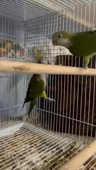 For Sale Monk parakeet كويكر in Dubai