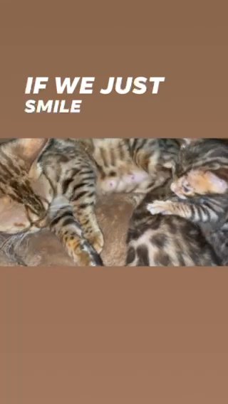 Pure Bengal Kittens For Dale in Abu Dhabi