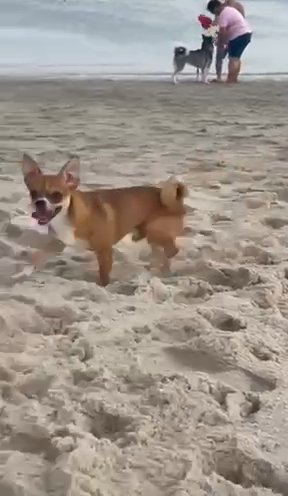 Pure Breed Chihuahua Open For Stud/mating in Dubai