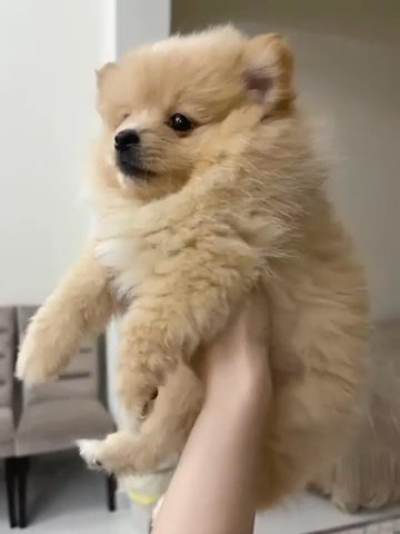 **sold **Pomeranian Mini Size Female in Abu Dhabi