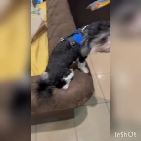 FULLY VACCINATED HAVANESE DOG AVAILABLE in Dubai