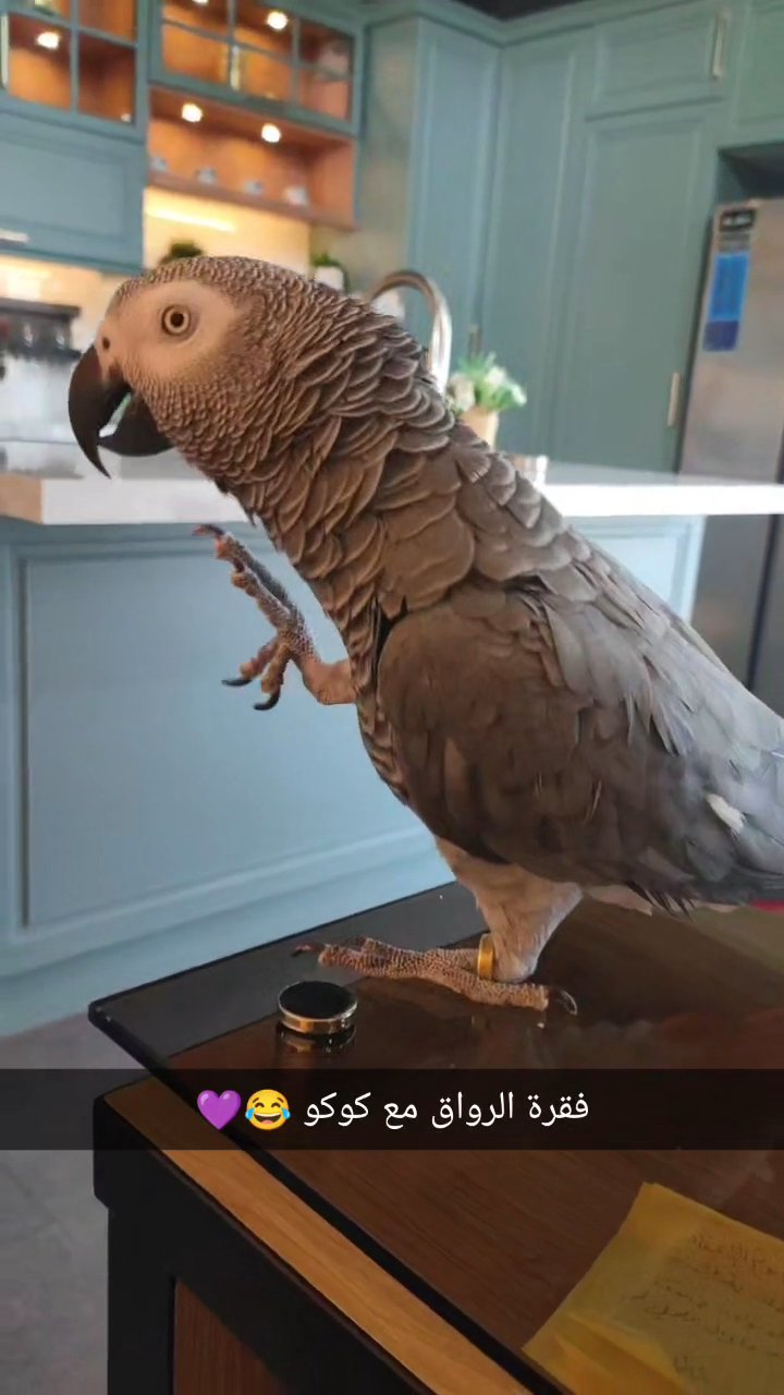 African Grey parrot كاسكو in Abu Dhabi