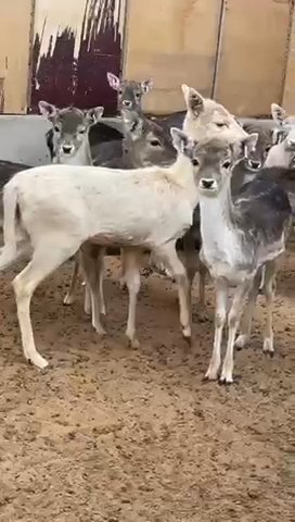 Fallw Deer in Al Ain
