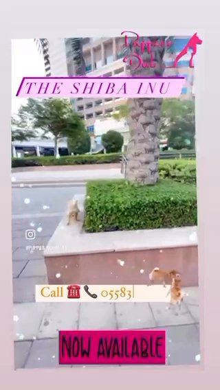 The Cute 🥰 SHIBA INU in Dubai