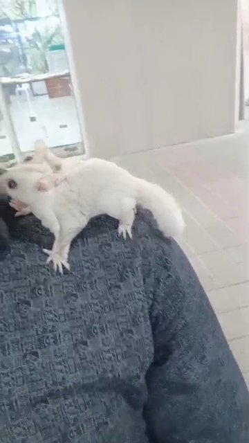 albino sugar glider in Dubai