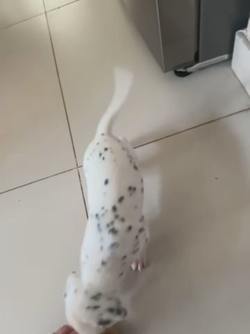 Purebred Dalmatian puppies in Dubai