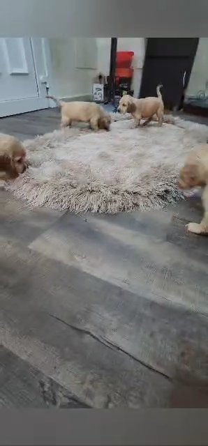45 Days 🥰Cocker Spaniel Puppies in Dubai
