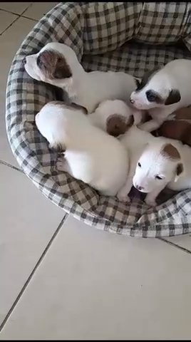 Jack Russell Pups in Dubai