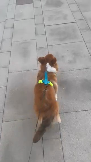 Corgi for sale in Dubai